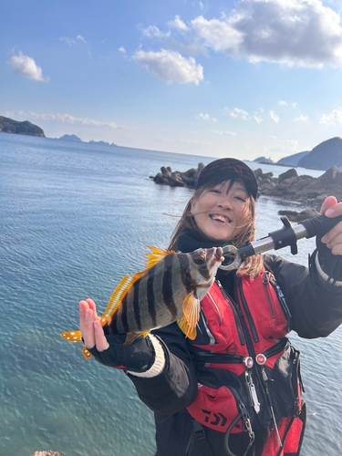 タカノハダイの釣果