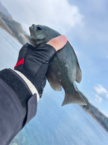 クチブトグレの釣果