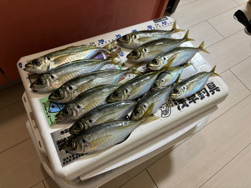 アジの釣果