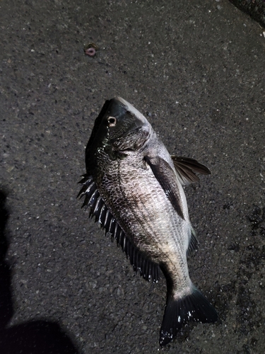 クロダイの釣果