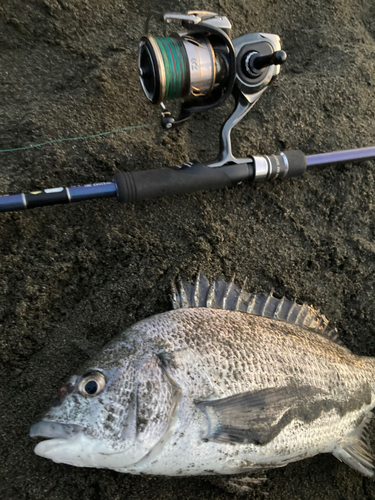 チヌの釣果