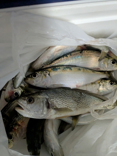 カタボシイワシの釣果