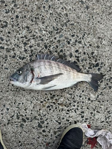 チヌの釣果