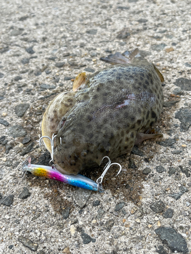 ショウサイフグの釣果