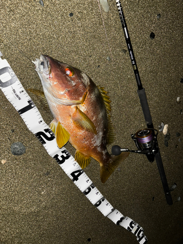 シブダイの釣果