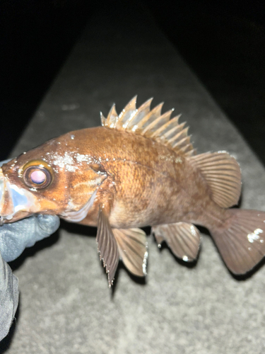 シロメバルの釣果