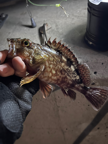 カサゴの釣果