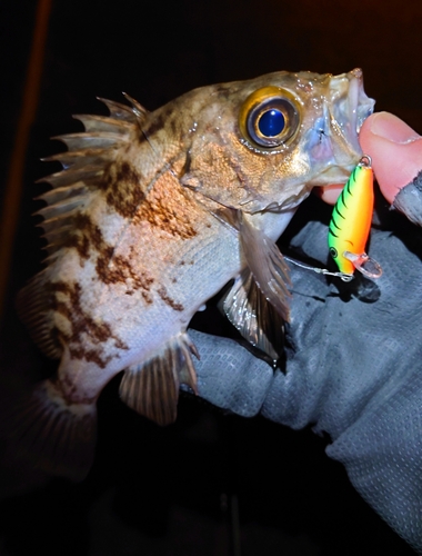 メバルの釣果