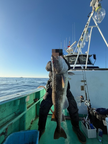 マダラの釣果