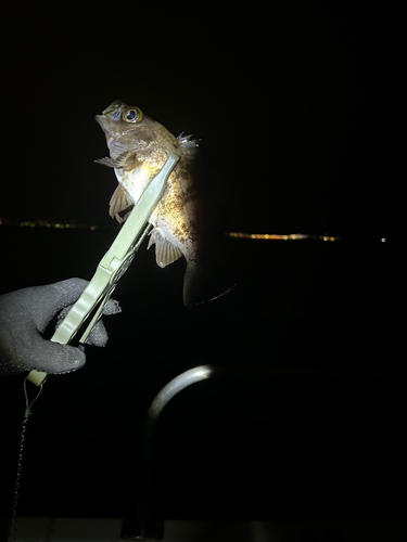 シロメバルの釣果