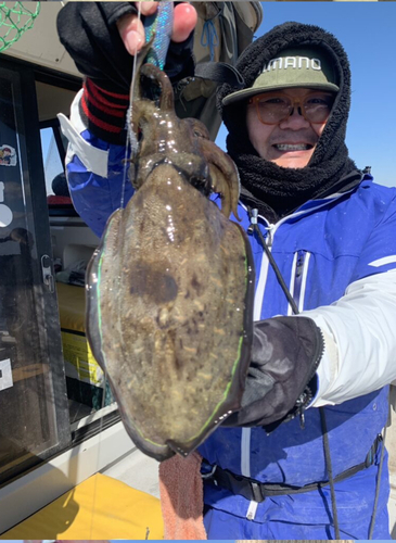 モンゴウイカの釣果