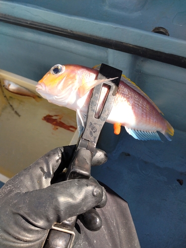 アマダイの釣果