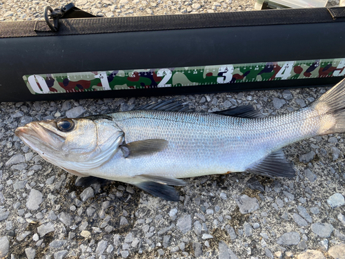 ハネ（ヒラスズキ）の釣果