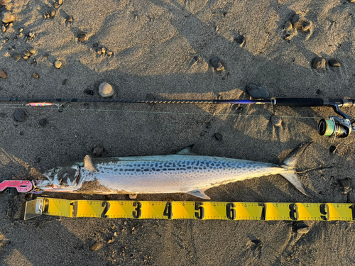 サワラの釣果