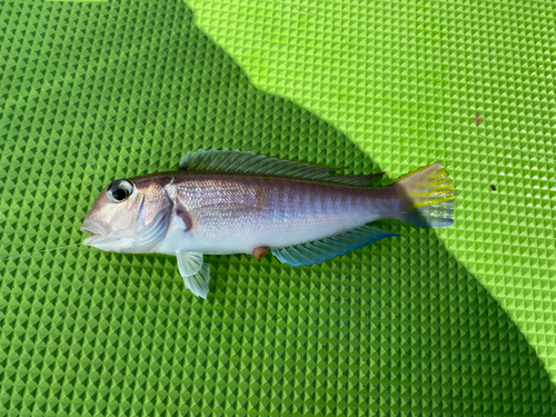 アマダイの釣果