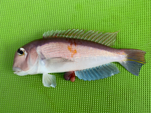 アマダイの釣果