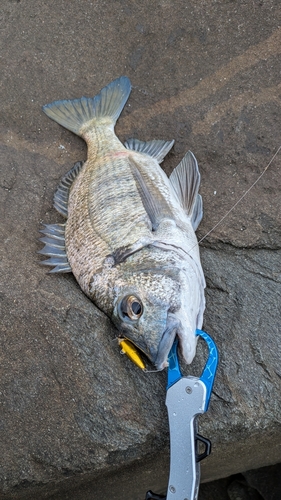 ミナミクロダイの釣果