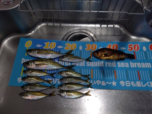 アジの釣果