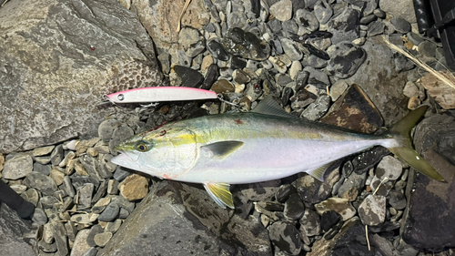 ブリの釣果