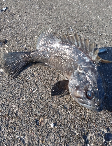 クロソイの釣果