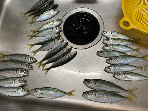 アジの釣果