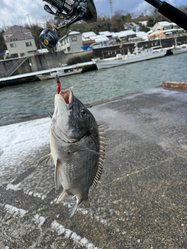 チヌの釣果