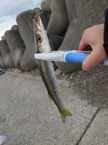 カマスの釣果