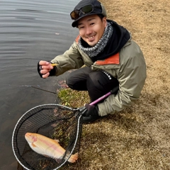 アルビノニジマスの釣果