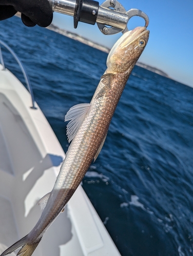 エソの釣果