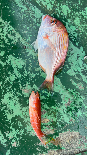 レンコダイの釣果