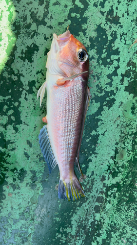 アカアマダイの釣果