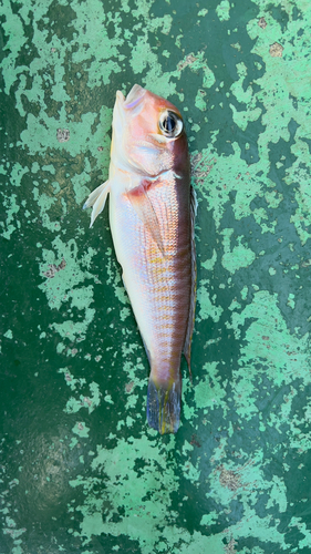 アカアマダイの釣果