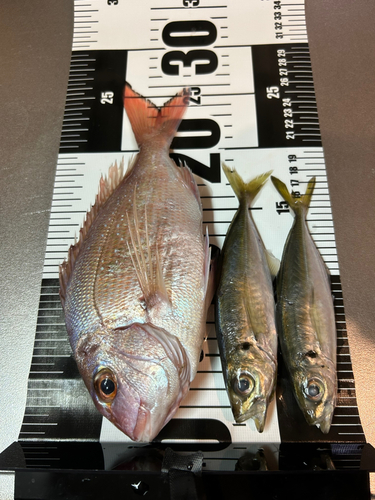 マダイの釣果