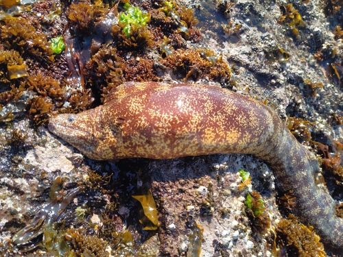 ウツボの釣果