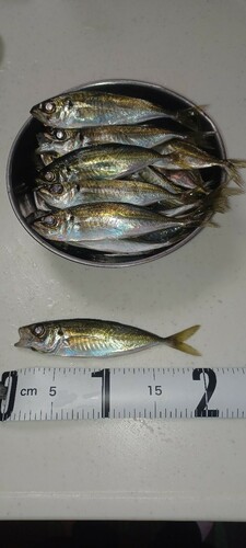 アジの釣果