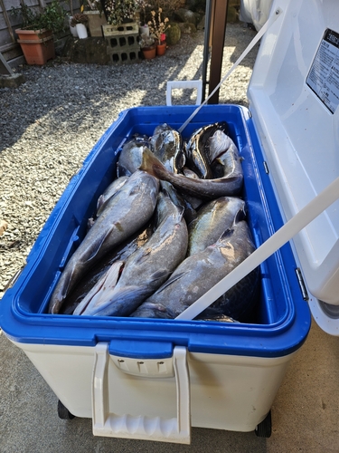 マダラの釣果