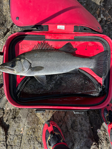 ヒラスズキの釣果