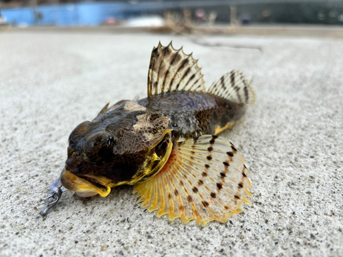 ニジカジカの釣果