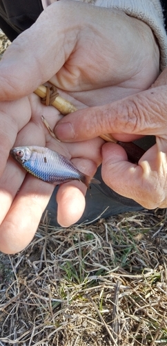 タイリクバラタナゴの釣果