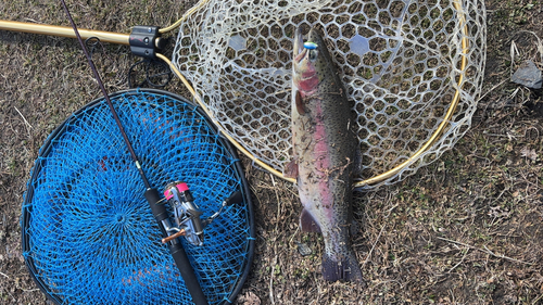 ブラウントラウトの釣果