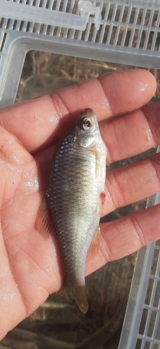 ヤリタナゴの釣果