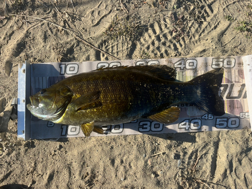 スモールマウスバスの釣果