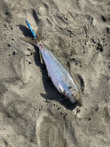 コノシロの釣果