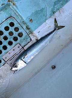 サバの釣果