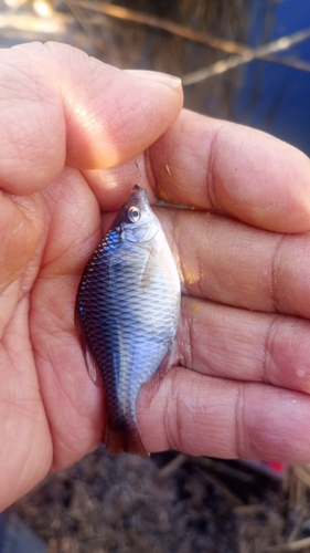 タイリクバラタナゴの釣果