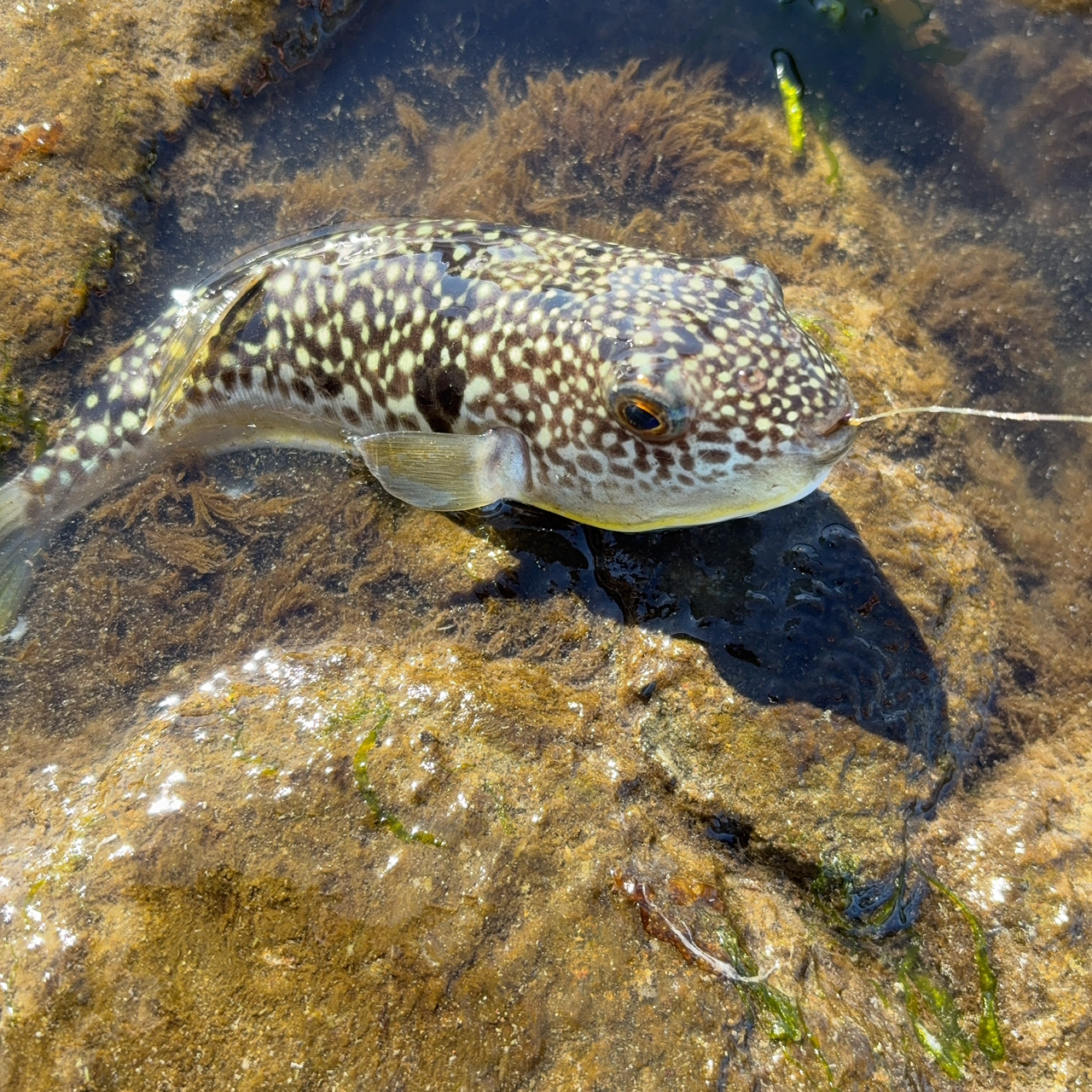 ショウサイフグ