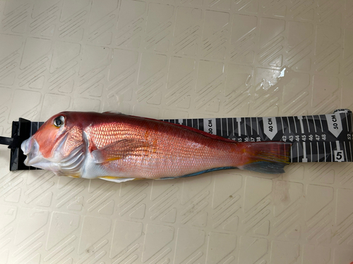 アマダイの釣果