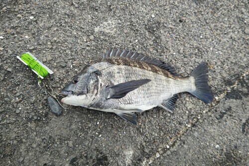 クロダイの釣果