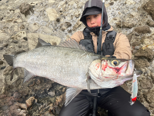 ヒラスズキの釣果