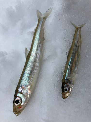 ワカサギの釣果